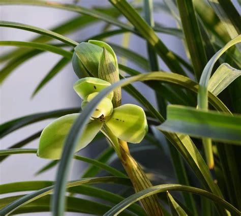 蘭花材料|種蘭花用什麼土？軟硬型介質搭配種植指南 